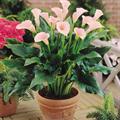 Pink Calla Lily